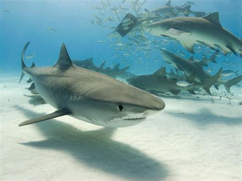 A beach in Long Island was temporarily shut down after 50 sharks were ...