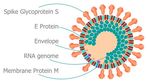 Virion Structure | Medical laboratory science, Medical, Newborn nursing