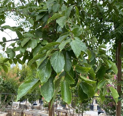 Celtis sinensis | Urban Tree Farm Nursery