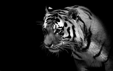 Black and White Tiger Wallpapers - Top Free Black and White Tiger ...