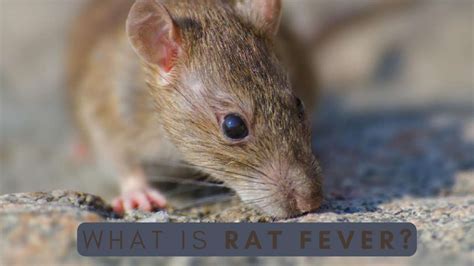 Rat Fever Reported In Karnataka: Know About The Causes, Symptoms ...