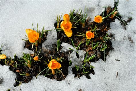 Crocus Flower Meaning and Symbolism – A to Z Flowers