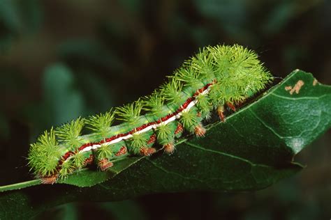 Caterpillars Caterpillars tyria jacobaeae netherlands arnhem vulgaris ...