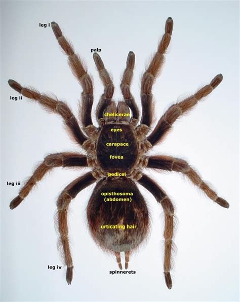 giantspiders.com - Anatomy | Pet spider, Spiders scary, Pet tarantula