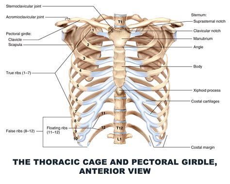 Pectoral Girdle