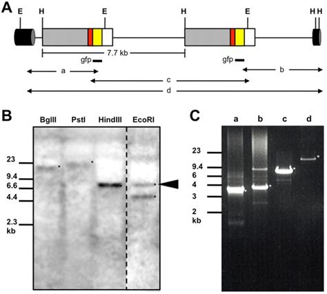 (A) Simplified diagram of the integrated transgene. Two copies are ...