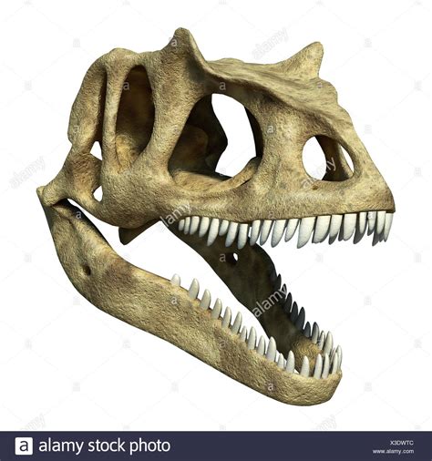 Allosaurus Skeleton Stock Photos & Allosaurus Skeleton Stock Images - Alamy