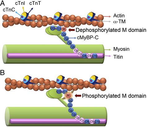 Phosphorylation and function of cardiac myosin binding protein-C in ...