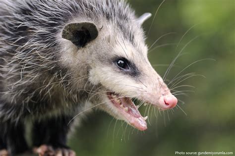 Interesting facts about opossums | Just Fun Facts