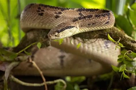 Bushmaster Snake - Facts, Size, Diet, Pictures - All Animal Facts