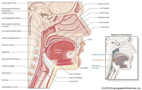 Pharynx | Definition, Location, Function, Structure, & Facts | Britannica