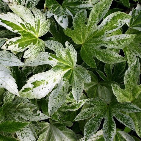 Fatsia japonica Spiders Web