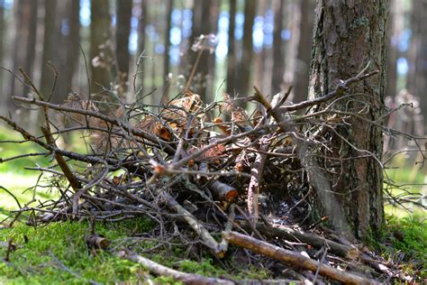 Winter Bird Shelter Tips for Your Garden | Arborist Now - Arborist Now