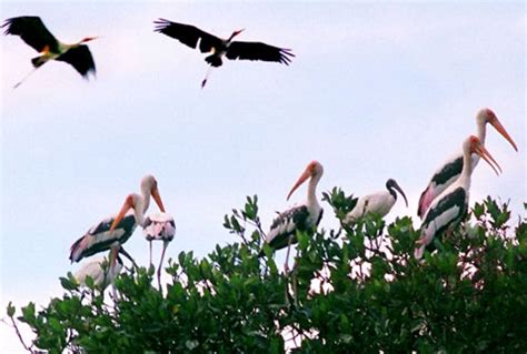 Bac Lieu Bird Sanctuary Nature Reserve- Attractive Eco-tourism ...