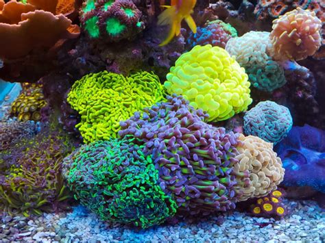 Hammer Coral Care - Keeping and caring for your hammer corals