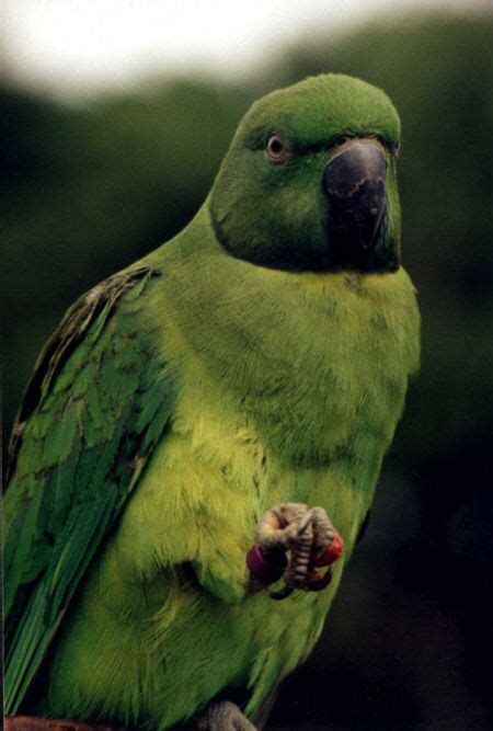 Echo or Mauritius parakeet (EN) | Parakeet, Animals, Parrot