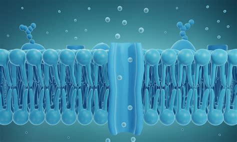 Artificial cell membrane channels composed of DNA can be opened and ...