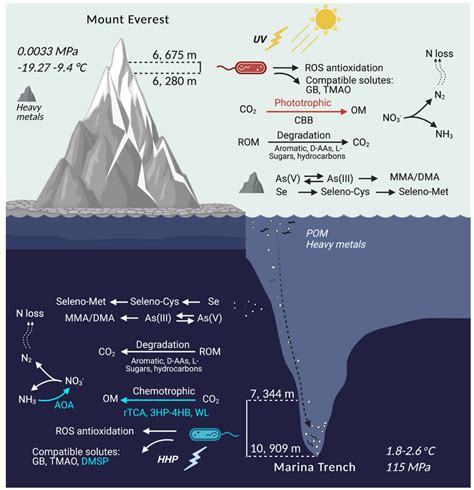 Mariana Trench Diagram