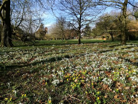 Third Snowdrop Open Day 2024 | The Gardens of Easton Lodge