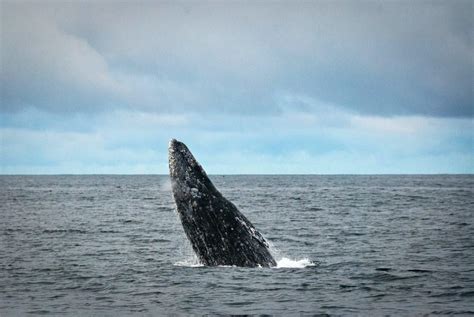 Whale Conservation: Are Gray Whales Endangered? - MarinePatch