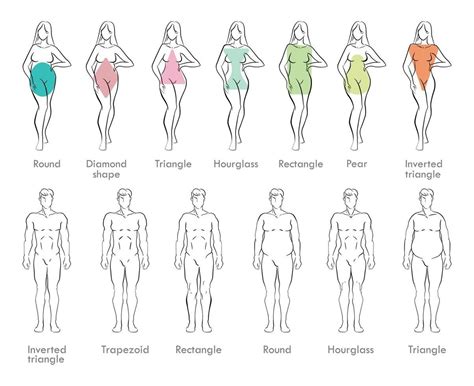 Male and Female Body Types in 2024 | Body type drawing, Body types ...