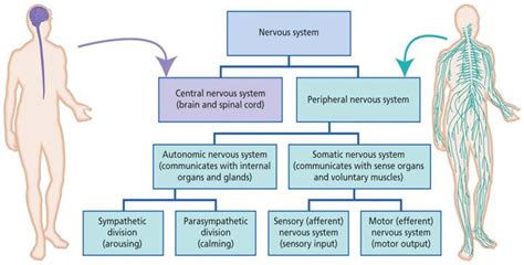 Somatic Nervous System Vs Autonomic Nervous System