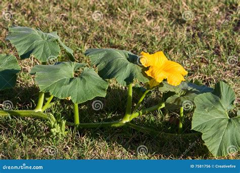 Pumpkin Vine And Flower stock photo. Image of produce - 7581756