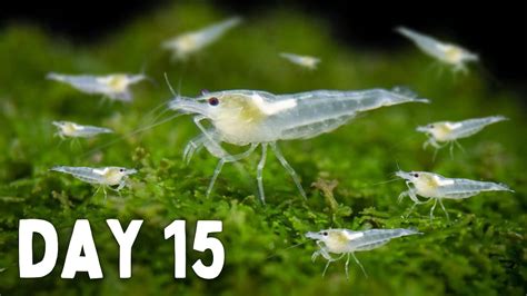 BREEDING Shrimp! How Many in 30 Days? - YouTube