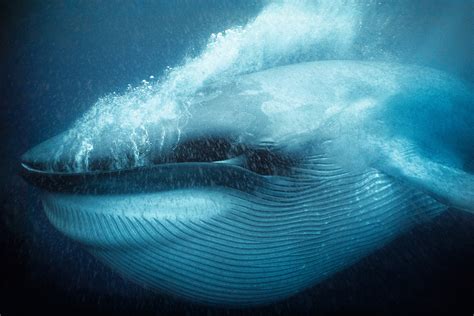 Unforgettable underwater photography - in pictures | Whale facts, Blue ...