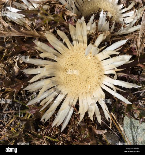 Alpine flower Carlina Acaulis (Stemless Carline Thistle) in autumn ...