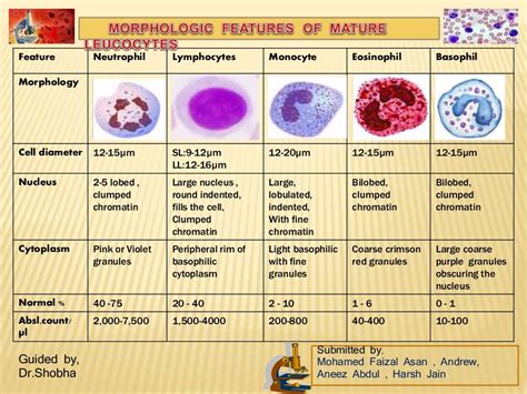 Morphology of Leucocytes