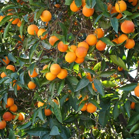 Moro Blood Orange Tree For Sale | Moro Orange Tree | Citrus.com