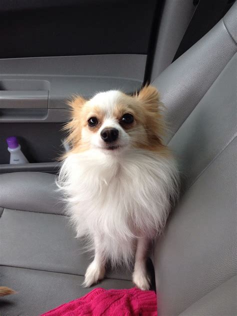 Ginger! Papillon Chihuahua mix | Pomeranian chihuahua mix, Chihuahua ...