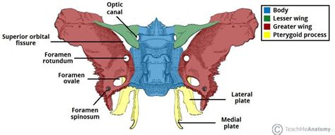 Résultats de recherche d'images pour « wing sphenoid bone » | Sphenoid ...