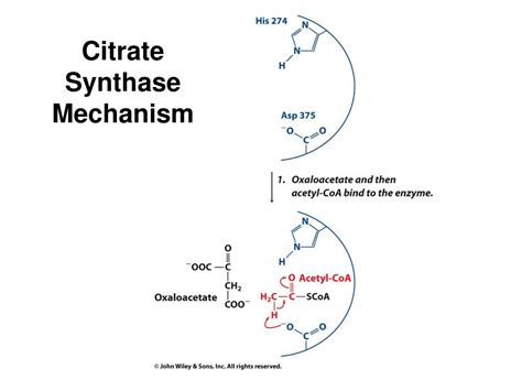 Citrate Synthase