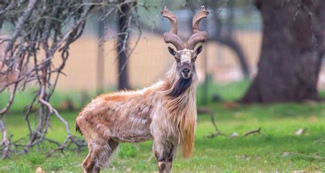 Markhor Goat – WildLife Partners, LLC