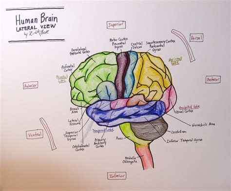 Brain Drawing Images at GetDrawings | Free download