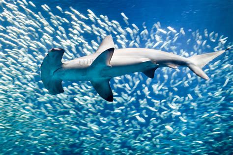 Les «requins de la cocaïne» pourraient grignoter de la drogue déversée ...