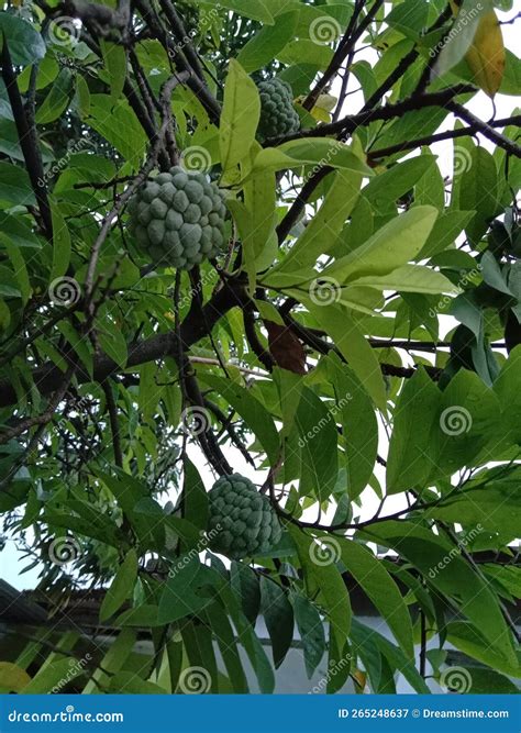 Srikaya Fruit from Indonesia that Thrives in the Yard Stock Image ...