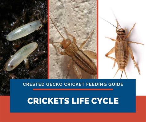 Crested Gecko Cricket Feeding Guide - Do It Right!