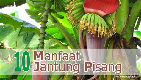 10 Manfaat Jantung Pisang untuk Kesehatan - Khasiat Sehat