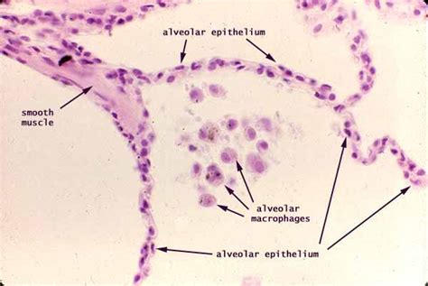 Type 1 Alveolar Cells Histology