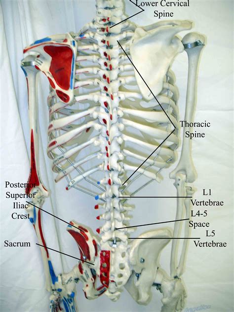 Lumbar Spine Surface Anatomy