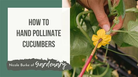 How to Hand Pollinate Cucumbers - YouTube