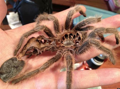 Molting Tarantula Leaves Behind Perfect Shell (PHOTO) | HuffPost