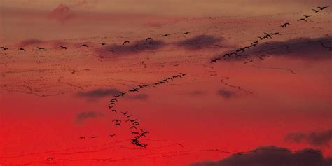 Mapping Bird Migrations | Audubon Alaska