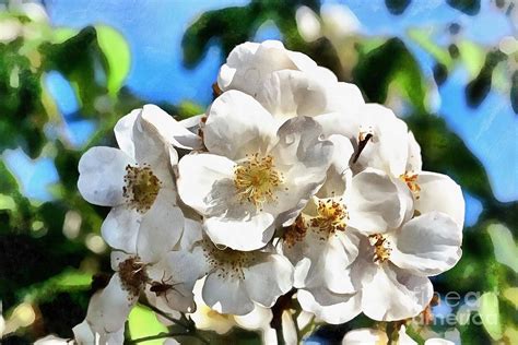 Almond tree flower Painting by George Atsametakis - Fine Art America