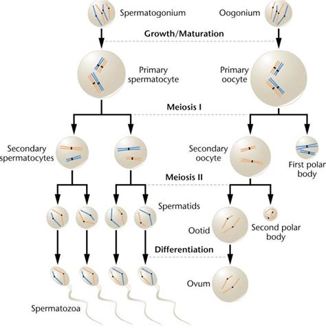 Difference between Spermatogenesis and Oogenesis (Spermatogenesis vs ...