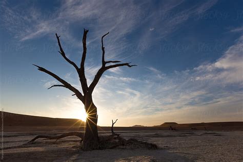 "Camel Thorn Trees At Deadvlei During Sunset Over Dunes, Namibia ...