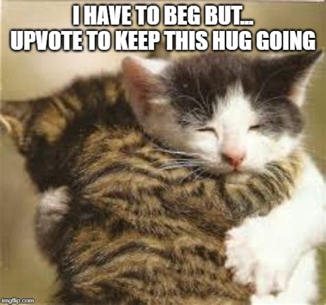 CAT HUG AWWWWWWW (p.s upvote) - Imgflip